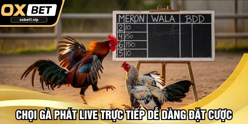 oxbet1.vip Chọi gà phát live trực tiếp dễ dàng đặt cược