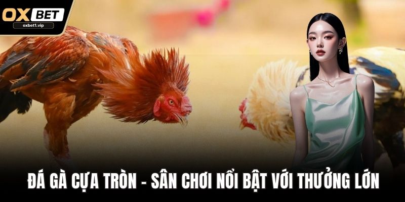 Đá Gà OXBET - Sân Chơi Uy Tín, Trải Nghiệm Đỉnh Cao Đá gà cựa tròn - Sân chơi nổi bật với thưởng lớn
