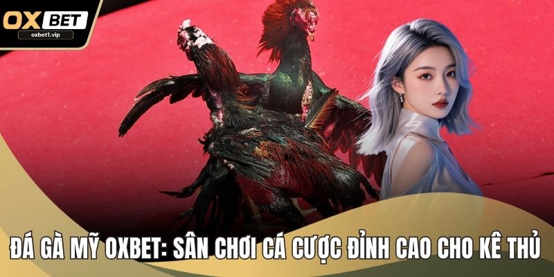 Đá Gà Mỹ OXBET: Sân Chơi Cá Cược Đỉnh Cao Cho Kê Thủ