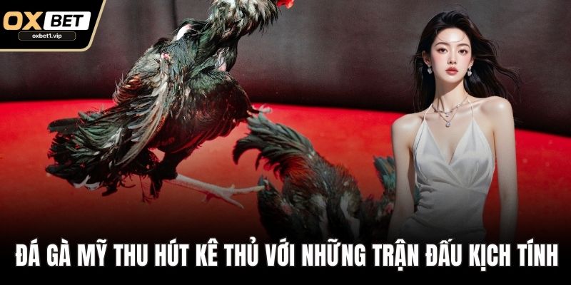 Đá gà Mỹ thu hút kê thủ với những trận đấu kịch tính