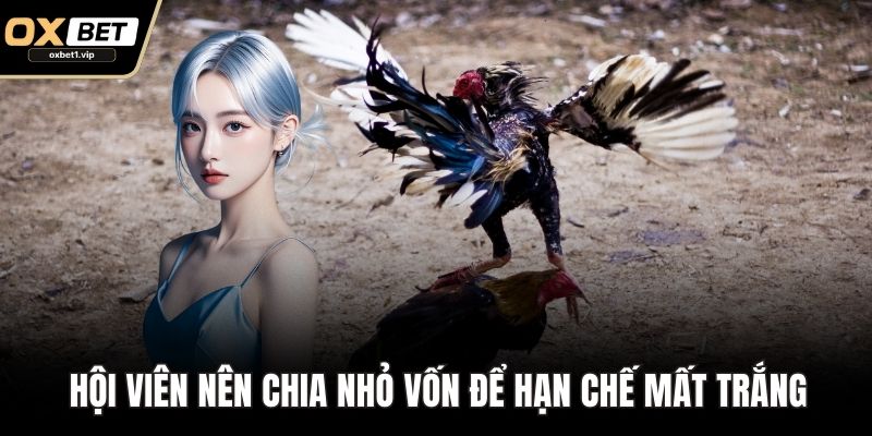 Đá Gà Cựa Dao: Bí Kíp Đặt Cược Bất Bại Từ Kê Thủ Lâu Năm Hội viên nên chia nhỏ vốn để hạn chế mất trắng