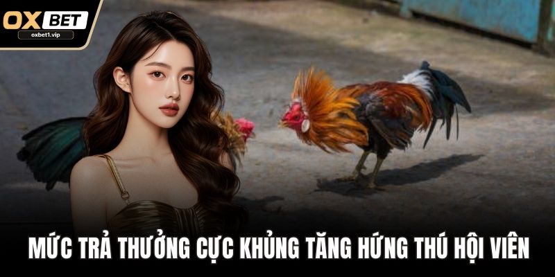 Đá Gà OXBET - Sân Chơi Uy Tín, Trải Nghiệm Đỉnh Cao Mức trả thưởng cực khủng tăng hứng thú hội viên