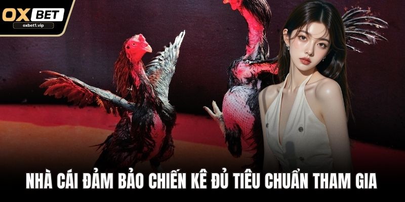 Đá Gà Đòn: Huyền Thoại Gà Chọi Đỉnh Cao Trên Nền Tảng Số Nhà cái đảm bảo chiến kê đủ tiêu chuẩn tham gia trận đấu